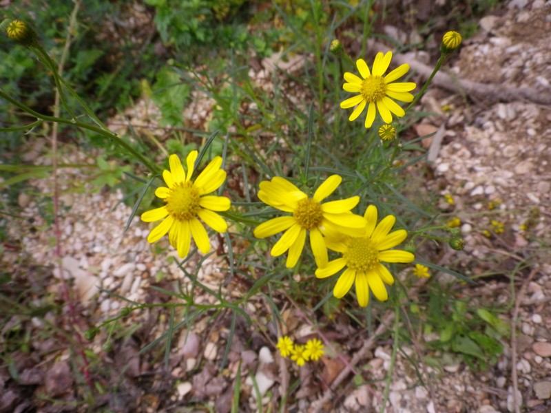 Senecio inaequidens DC.